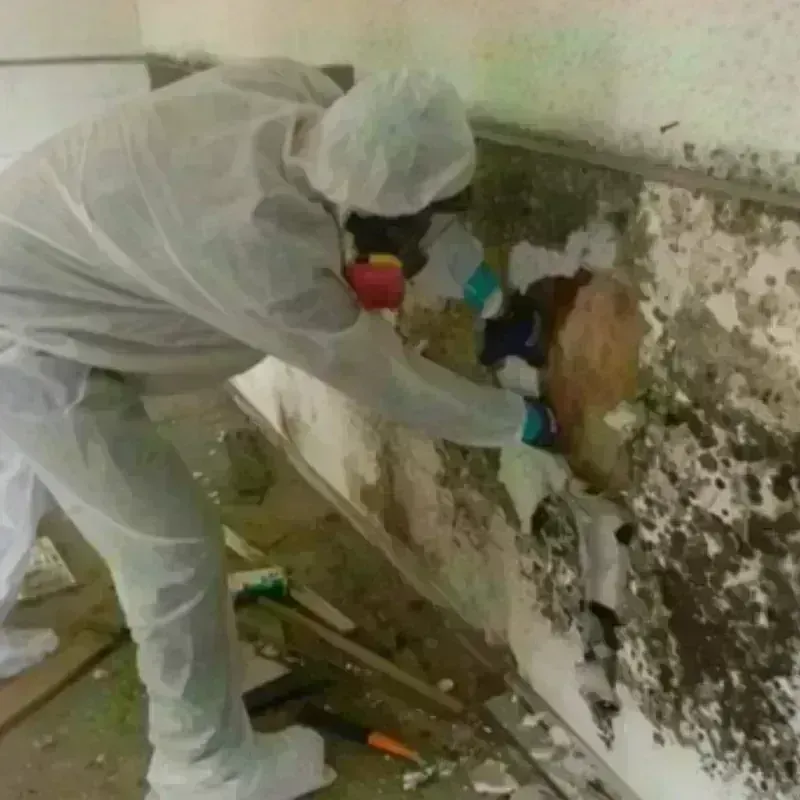 Mold Remediation and Removal in Richlands, NC